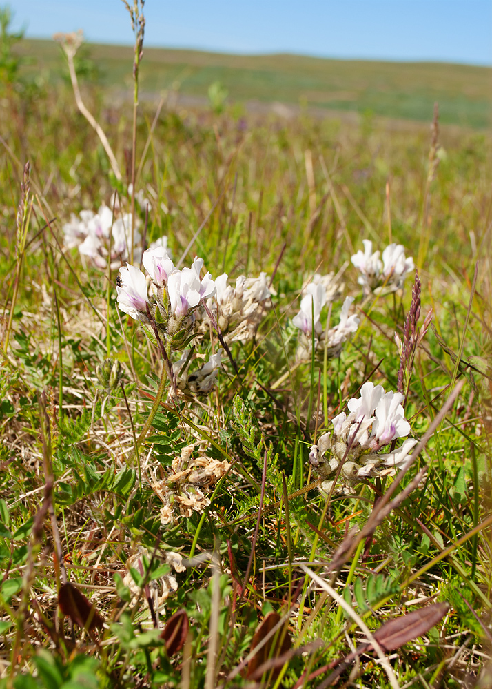 Изображение особи Oxytropis sordida.