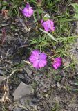 Dianthus imereticus. Цветки. Чечня, Шаройский р-н, юго-восточный склон горы Чархунышкорт, выс. 2100 м н.у.м, на дороге. 7 августа 2023 г.
