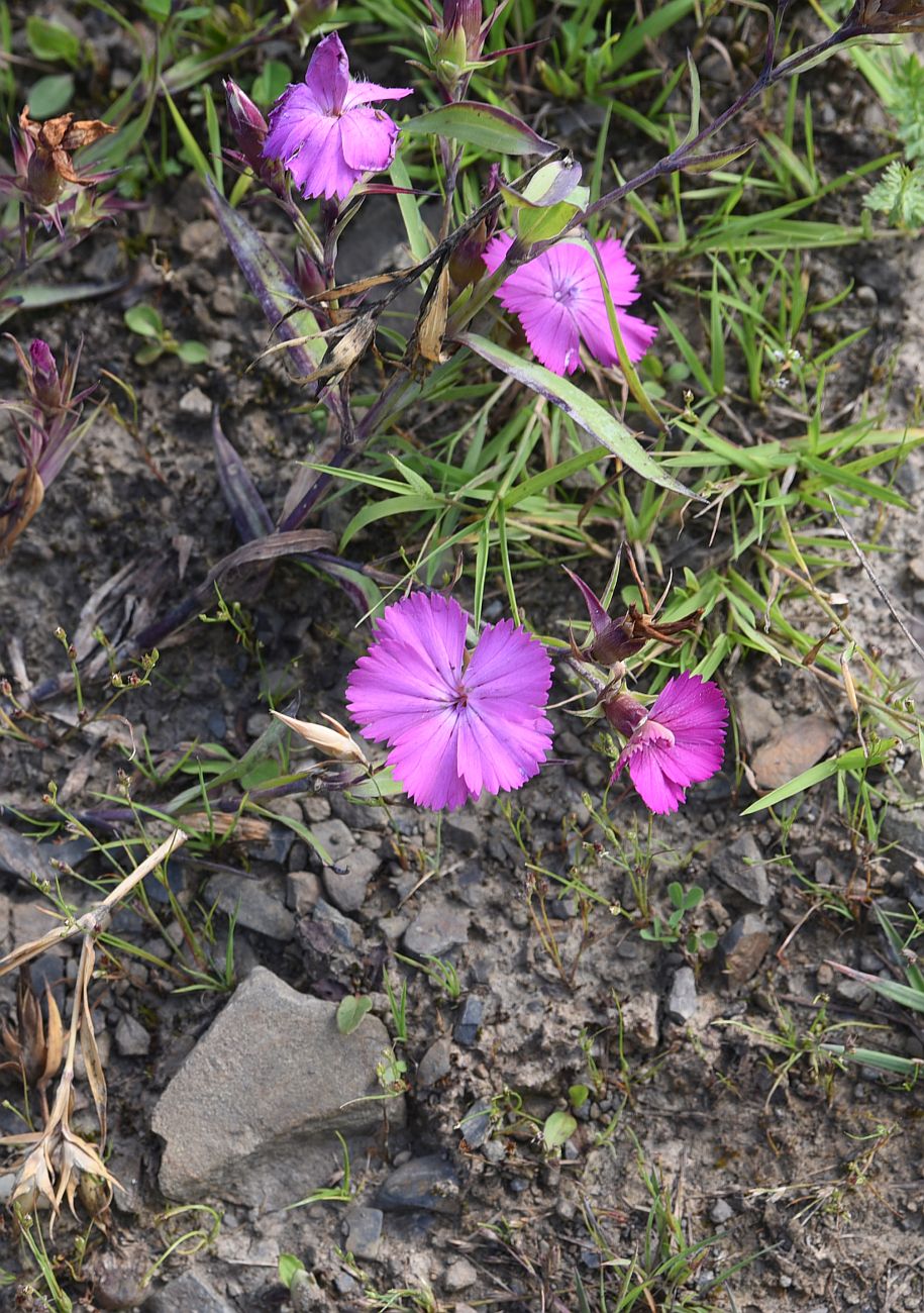 Изображение особи Dianthus imereticus.