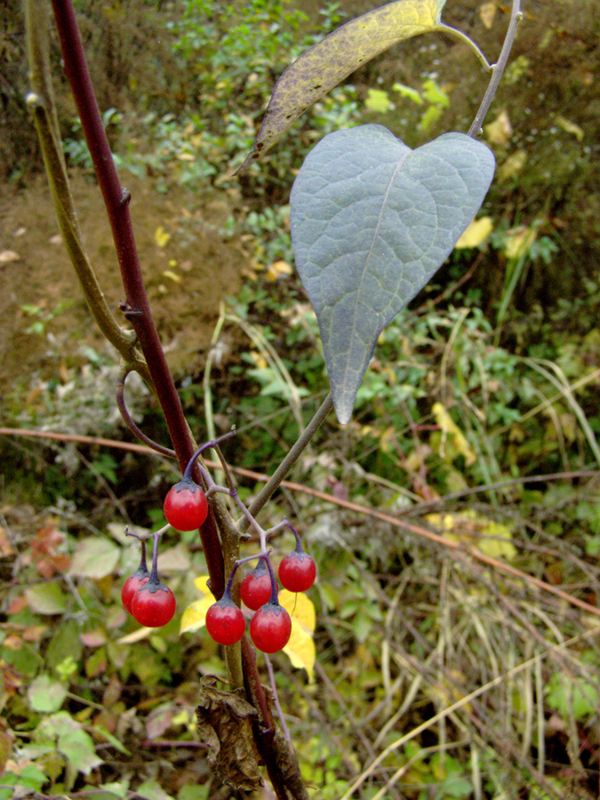 Image of Solanum kitagawae specimen.