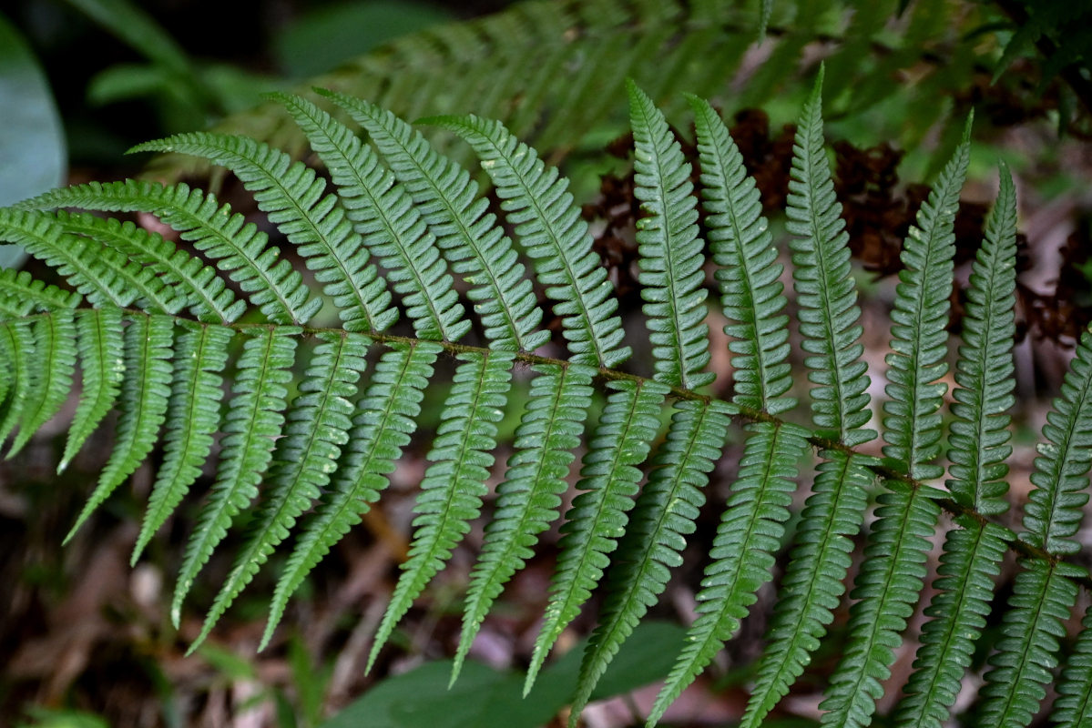 Image of Dryopteris filix-mas specimen.