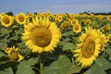 Helianthus annuus