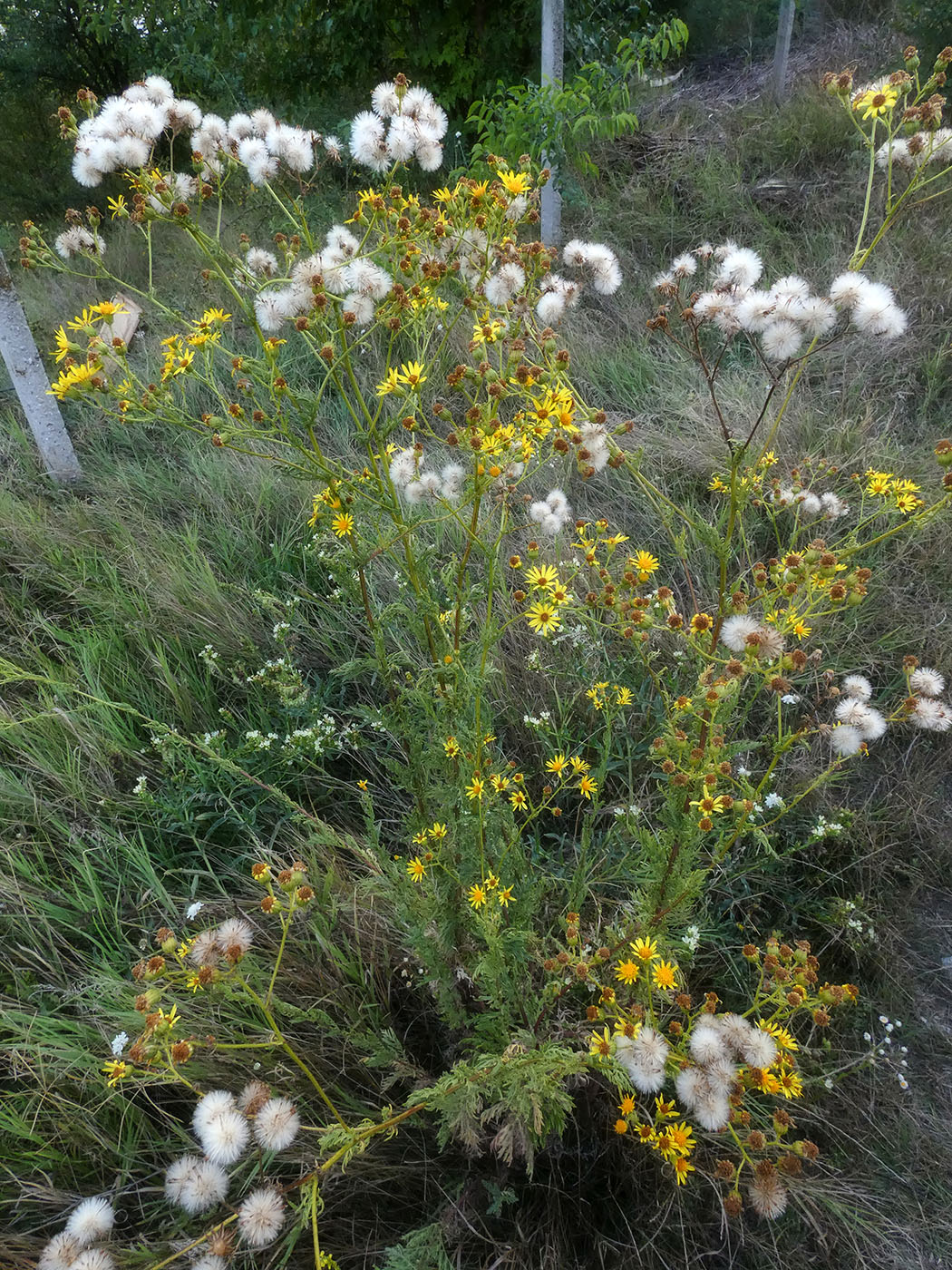 Изображение особи Senecio jacobaea.