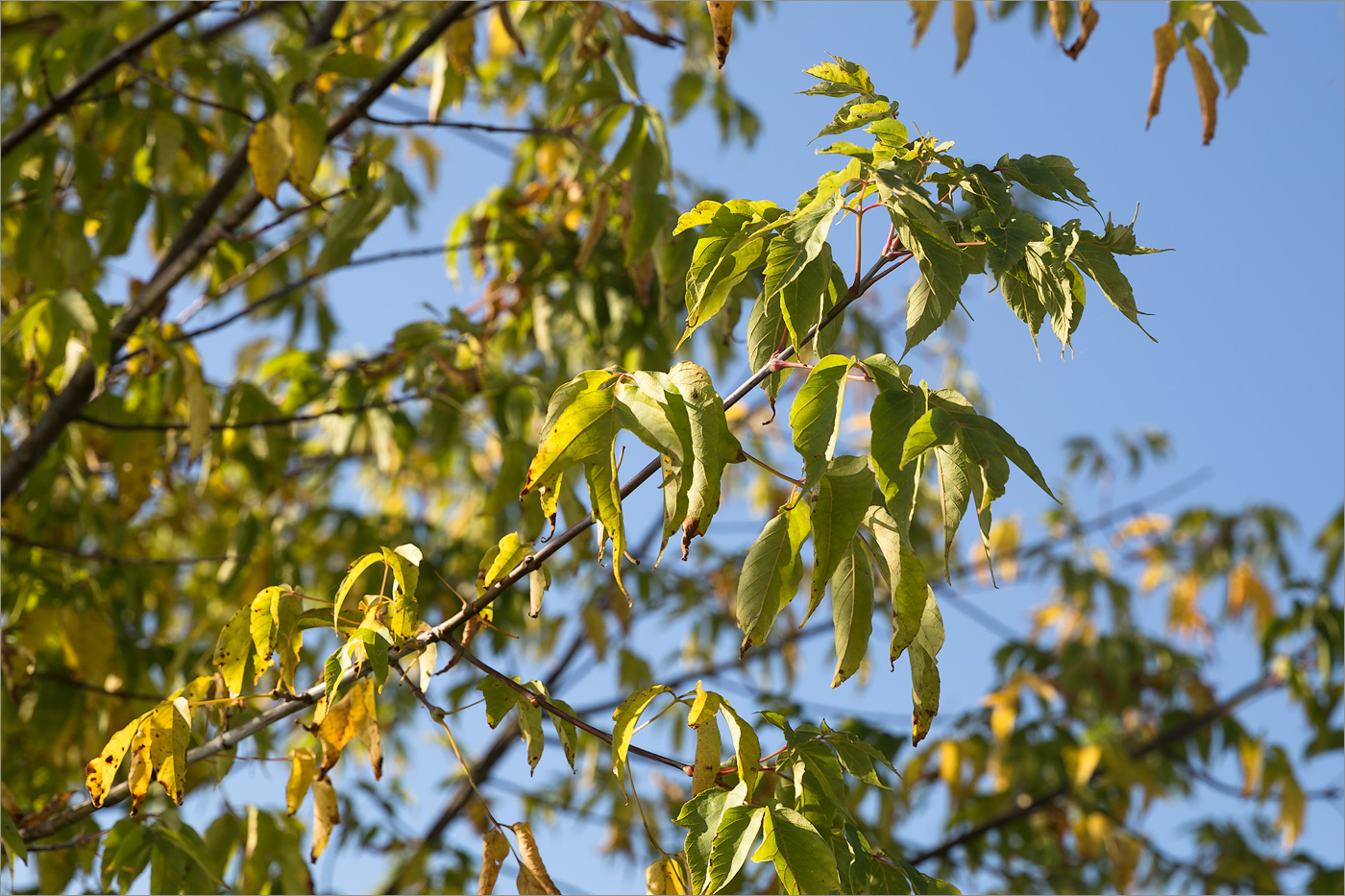 Image of Acer negundo specimen.