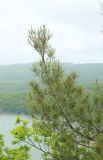 Pinus pityusa