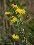 Crepis pannonica. Верхушка побега с распустившимися и нераспустившимися соцветиями и кормящимися жуками. Оренбургская обл., Кувандыкский гор. округ, окр. дер. Первое Юмагузино, луг. 05.07.2023.