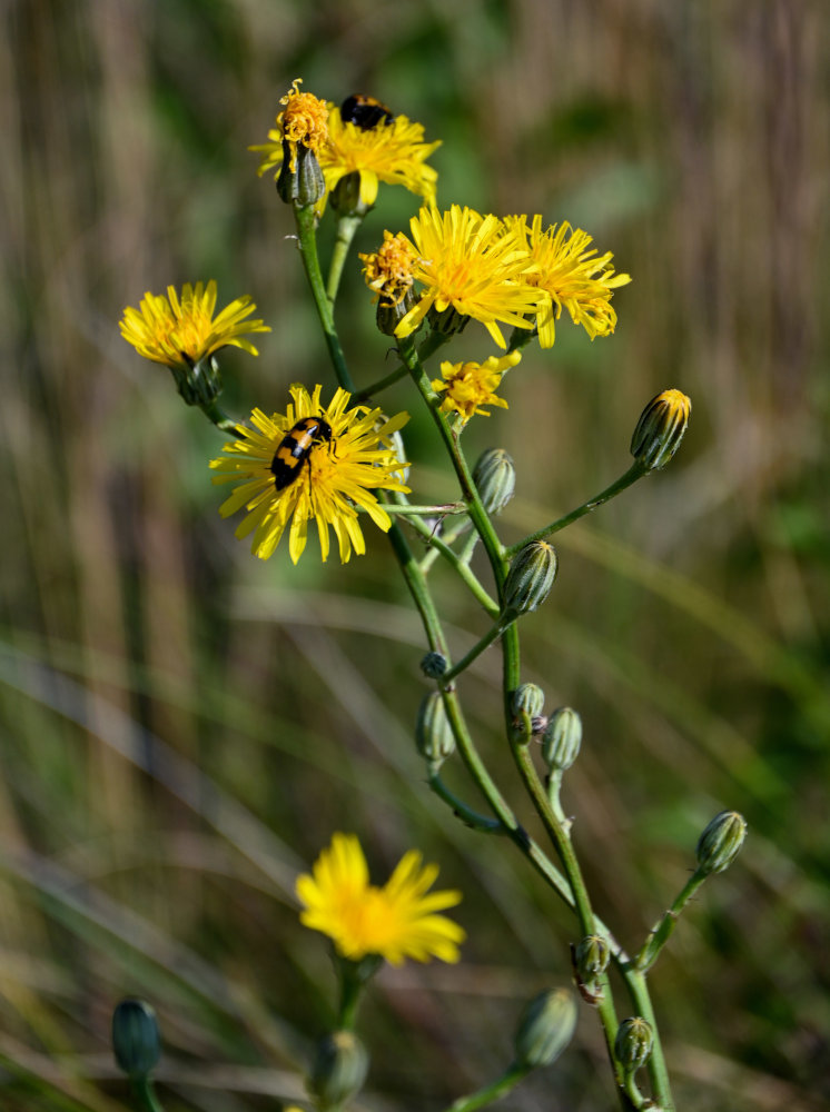 Image of Crepis pannonica specimen.