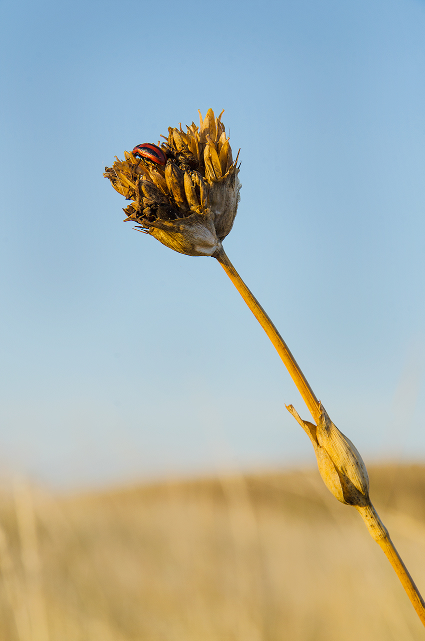 Image of Dianthus andrzejowskianus specimen.