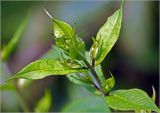 Phlox paniculata. Верхушка побега с молодыми листьями и формирующимися соцветиями. Московская обл., Раменский р-н, окр. деревни Хрипань. 05.07.2023.