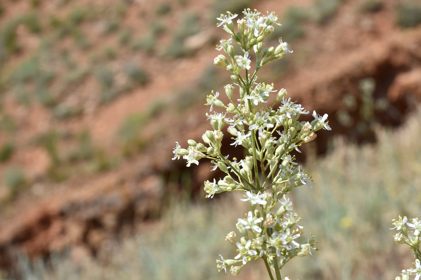 Изображение особи Silene wolgensis.