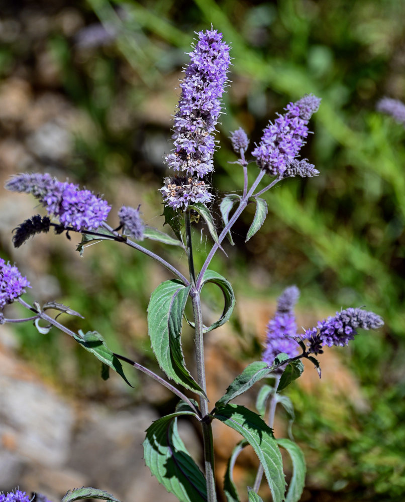 Изображение особи Mentha asiatica.