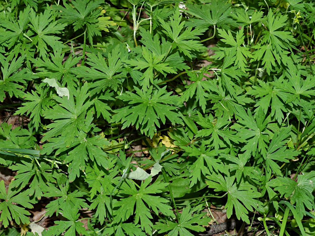 Image of Geranium sibiricum specimen.