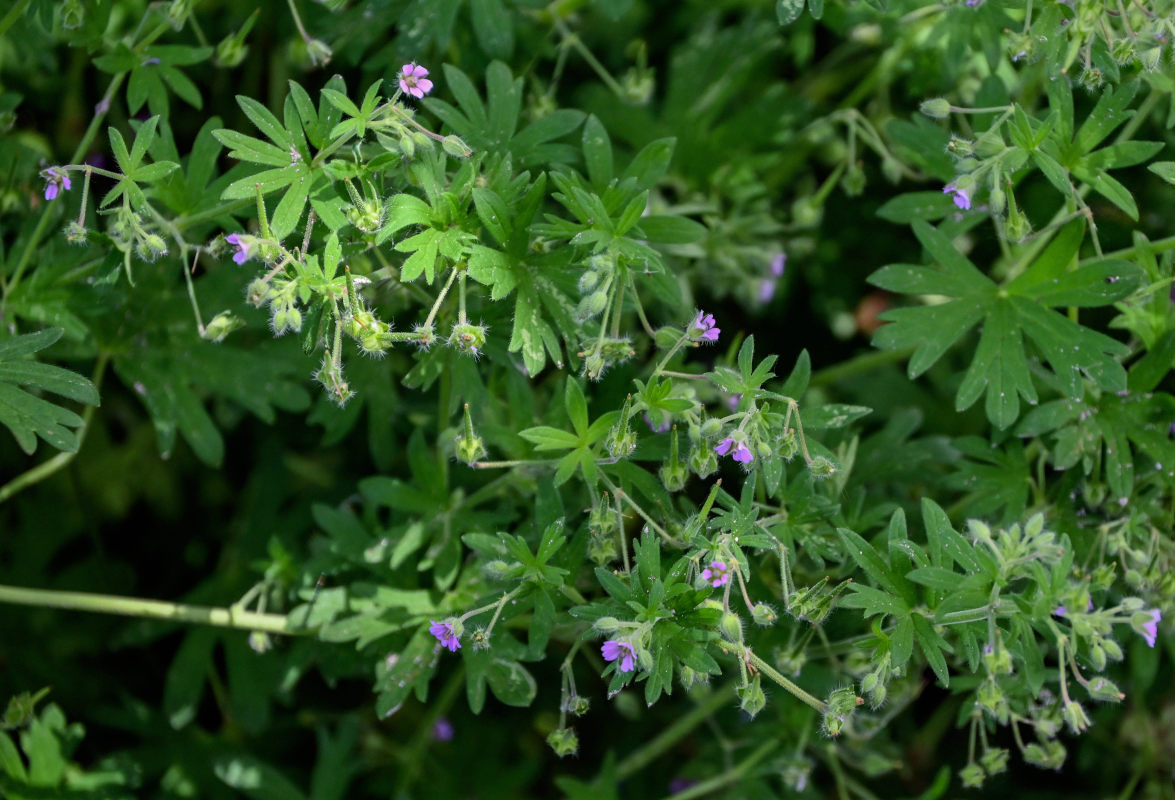 Изображение особи Geranium pusillum.