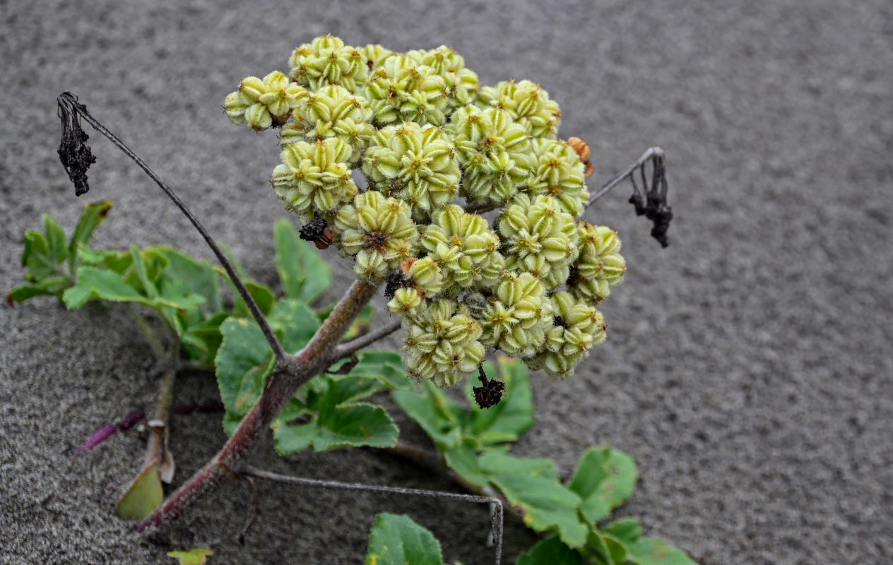 Изображение особи Glehnia litoralis.