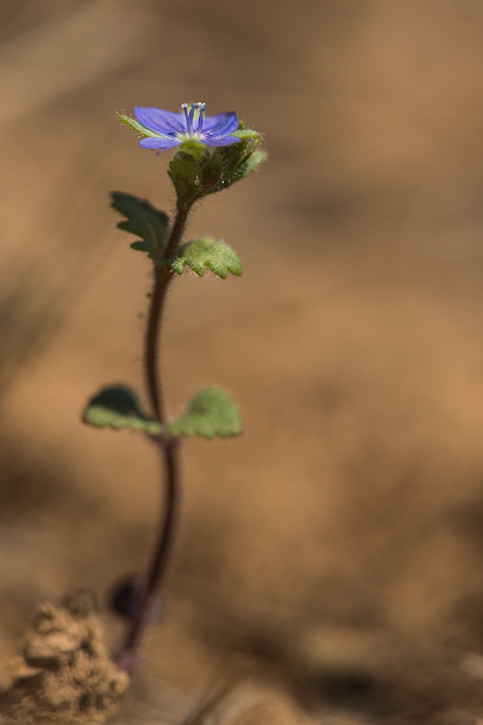 Image of Veronica praecox specimen.