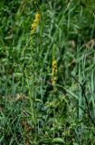 Agrimonia eupatoria. Верхушки побегов с соцветиями. Оренбургская обл., Кувандыкский гор. округ, Карагай-Губерлинское ущелье, опушка березняка, луг. 04.07.2023.