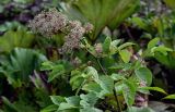 Aralia cordata