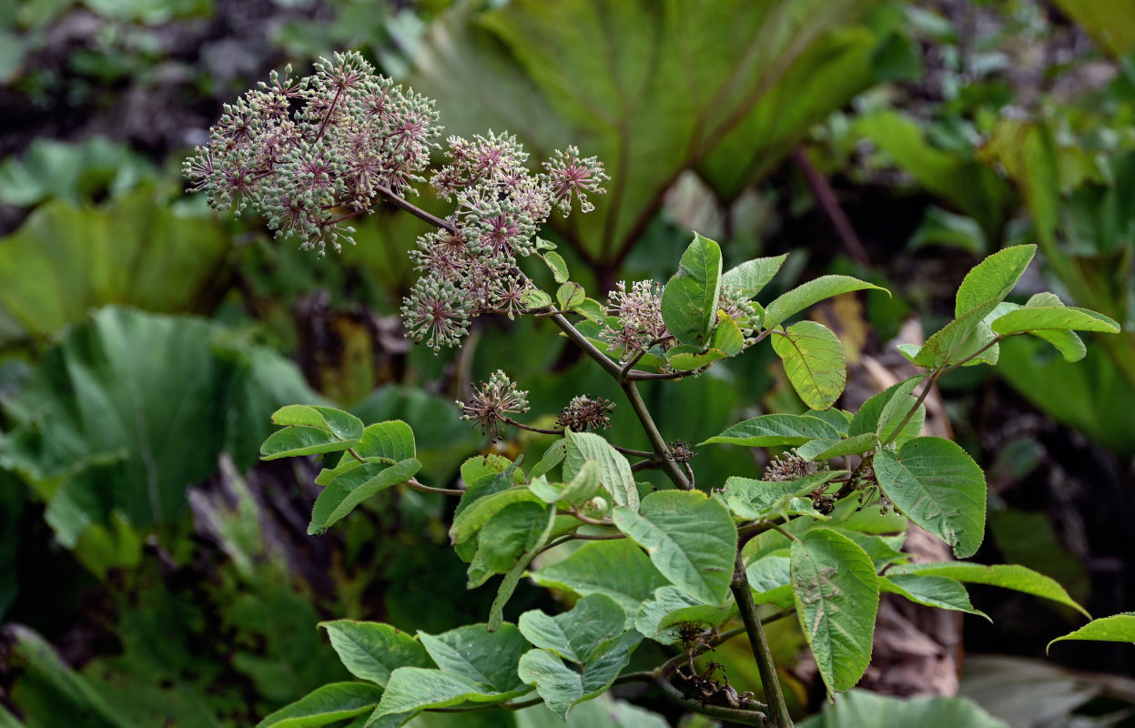 Image of Aralia cordata specimen.