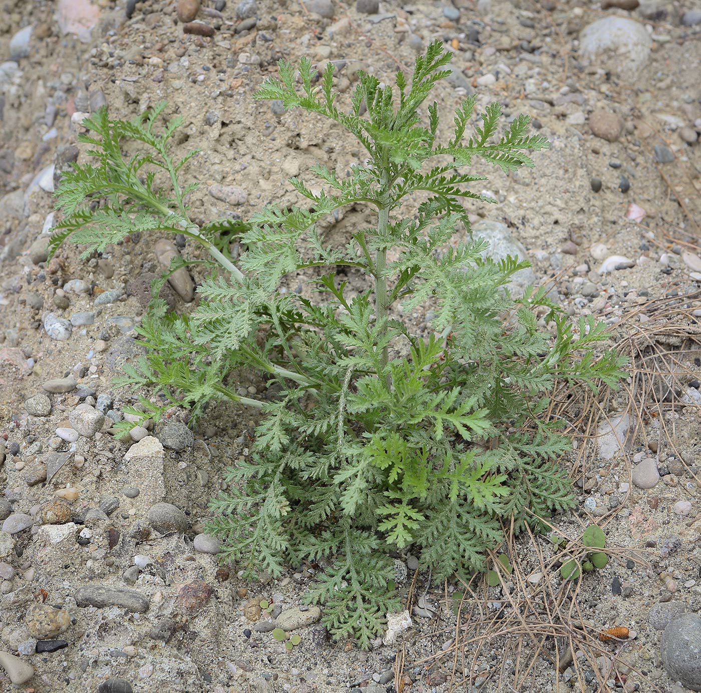 Image of familia Asteraceae specimen.