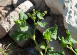 Rumex spinosus