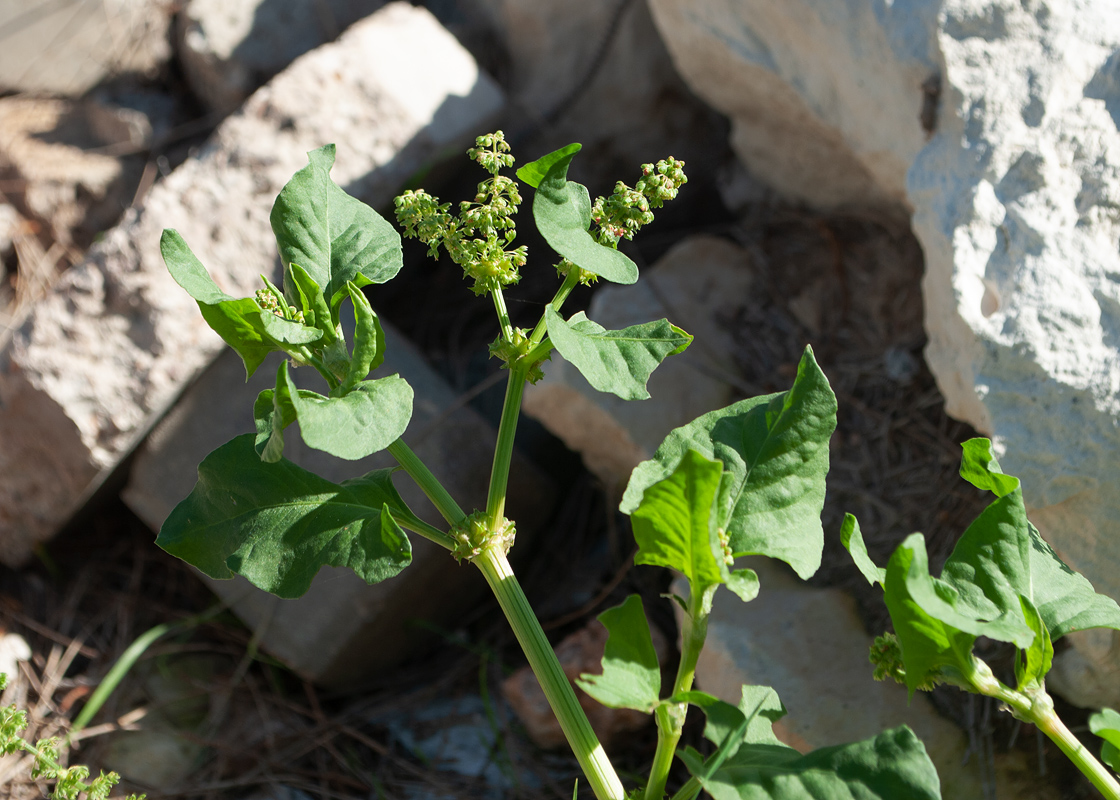 Image of Rumex spinosus specimen.