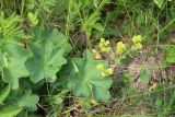 род Alchemilla