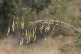 Piptatherum holciforme. Соплодия. Крым, Севастополь, Балаклава, приморский склон. 16.07.2024.