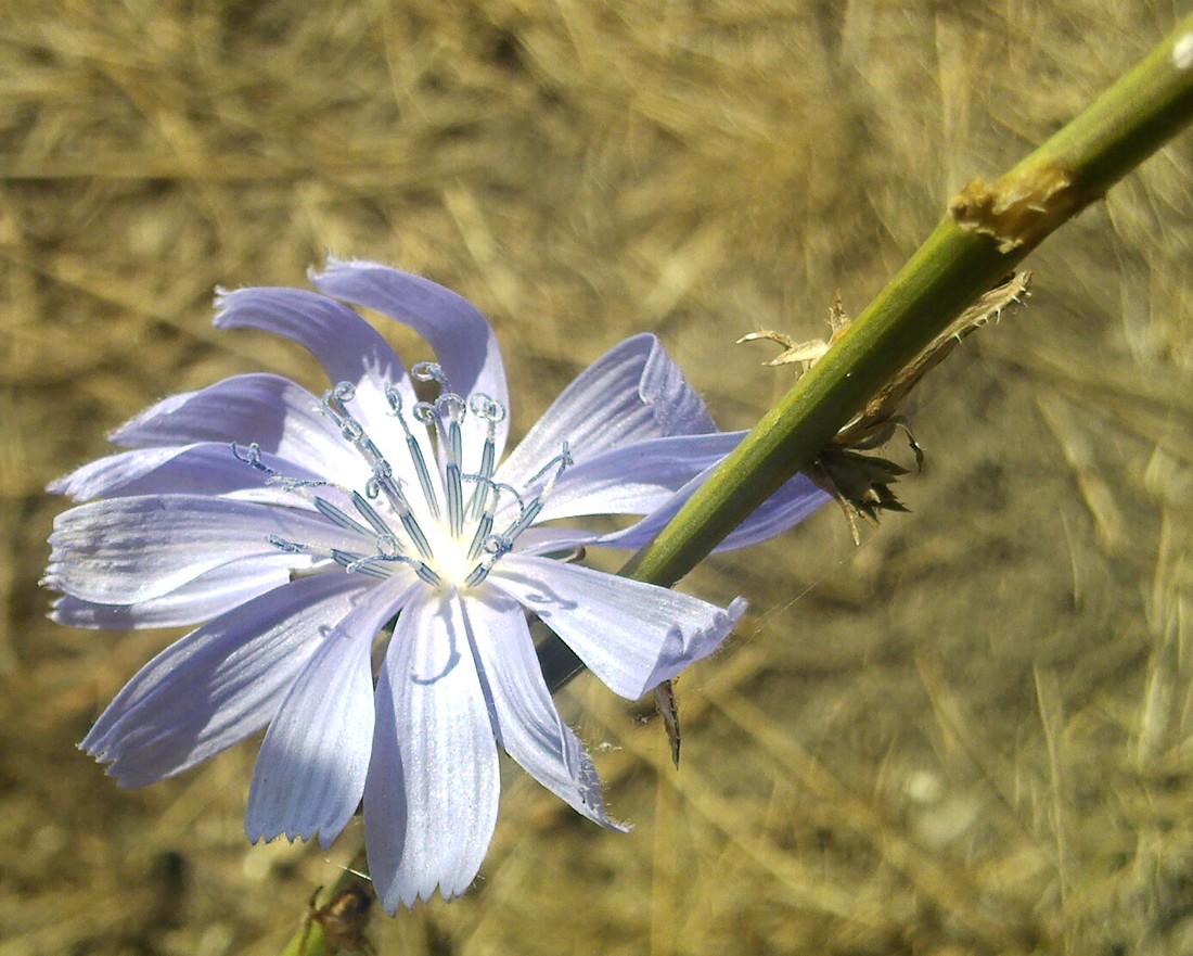 Image of Cichorium intybus specimen.