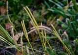 Lycopodium clavatum. Стробилы. Тверская обл., Конаковский р-н, долина р. Сестра, смешанный лес. 07.09.2024.