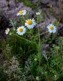 Tripleurospermum inodorum