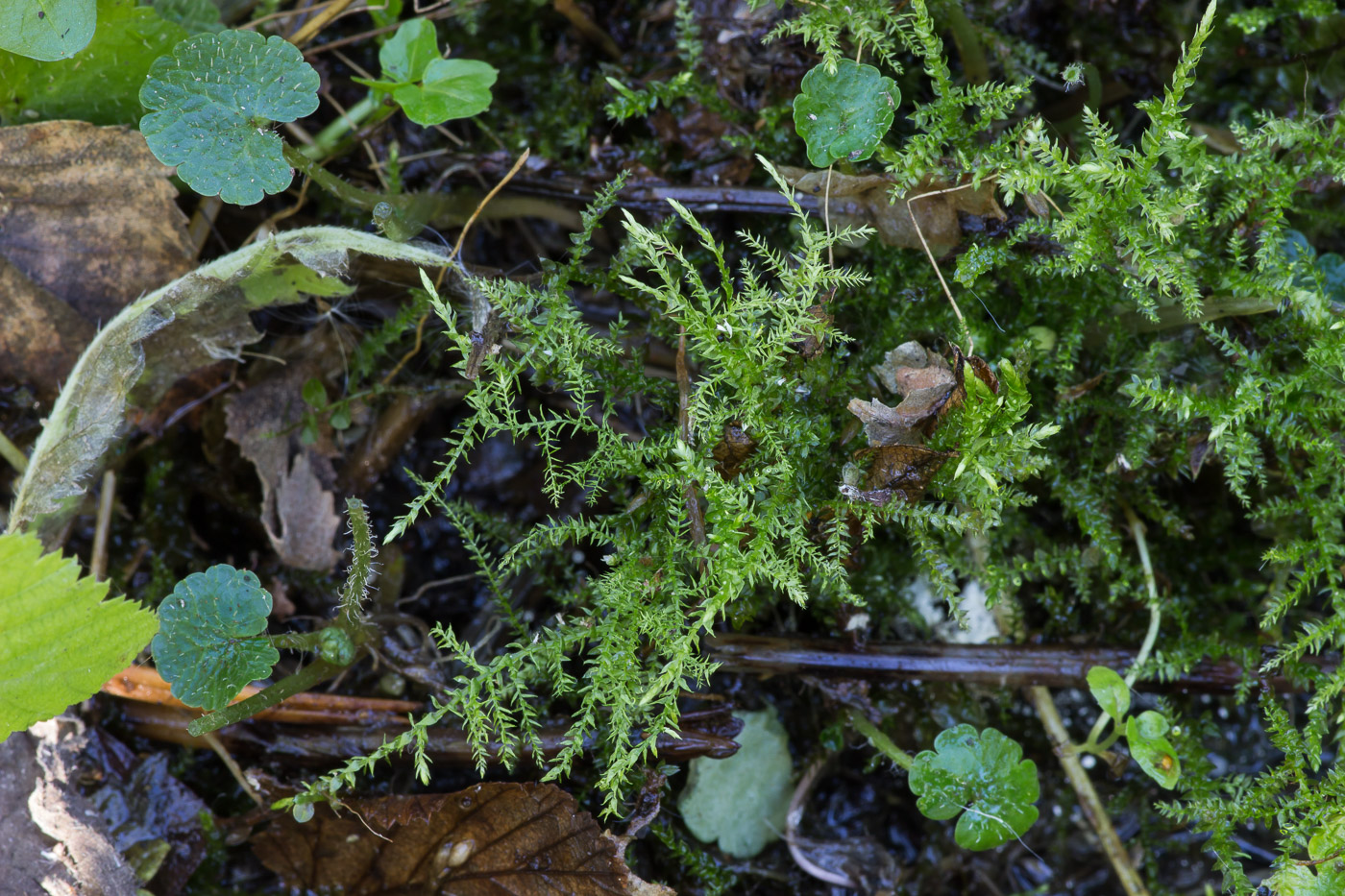 Image of Brachythecium rivulare specimen.