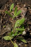 Myosotis sparsiflora