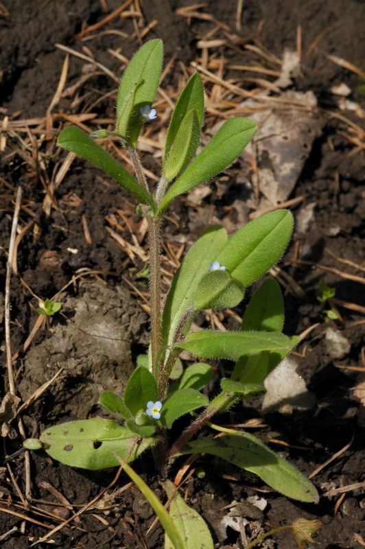 Изображение особи Myosotis sparsiflora.