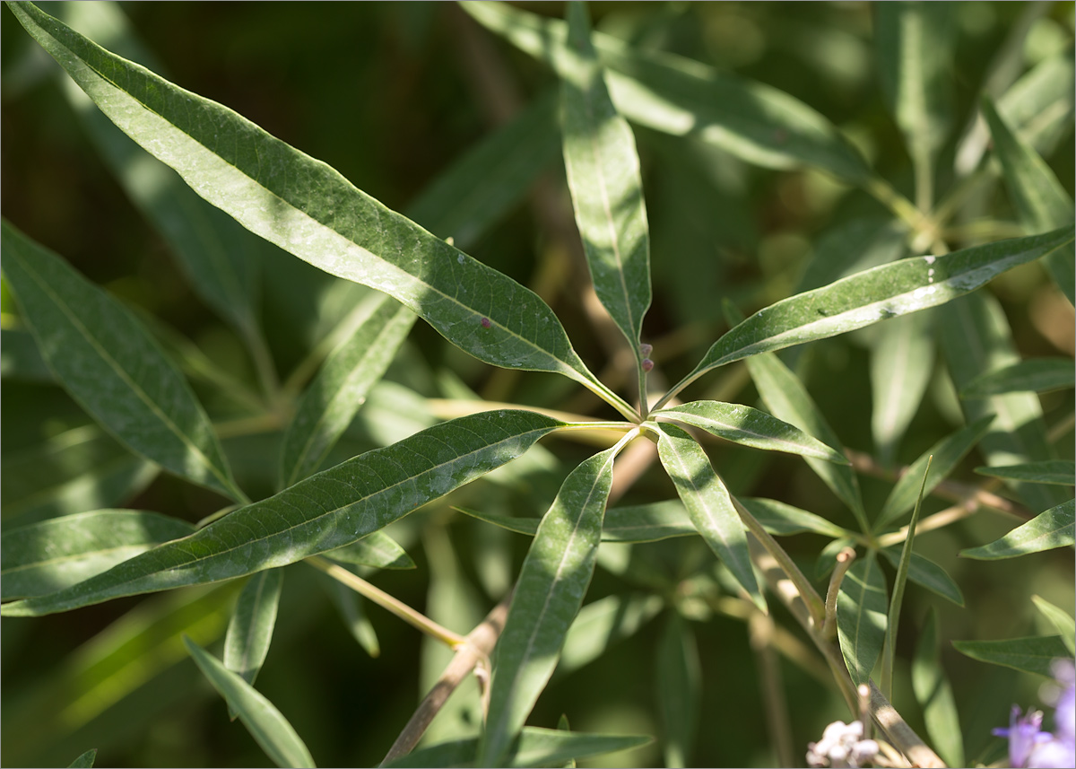 Image of Vitex agnus-castus specimen.