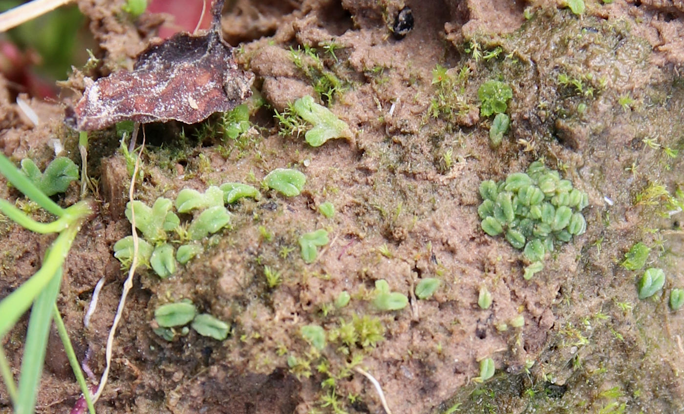 Изображение особи Riccia glauca.