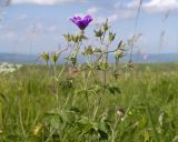Geranium gymnocaulon