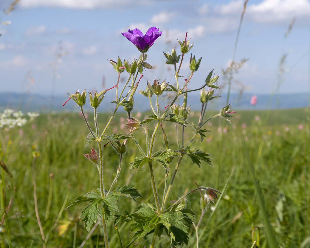 Изображение особи Geranium gymnocaulon.