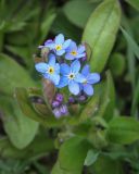 Myosotis palustris. Цветки и бутоны. Пермский край, Краснокамский р-н, окр. пос. Оверята, разнотравный луг. 21.05.2024.