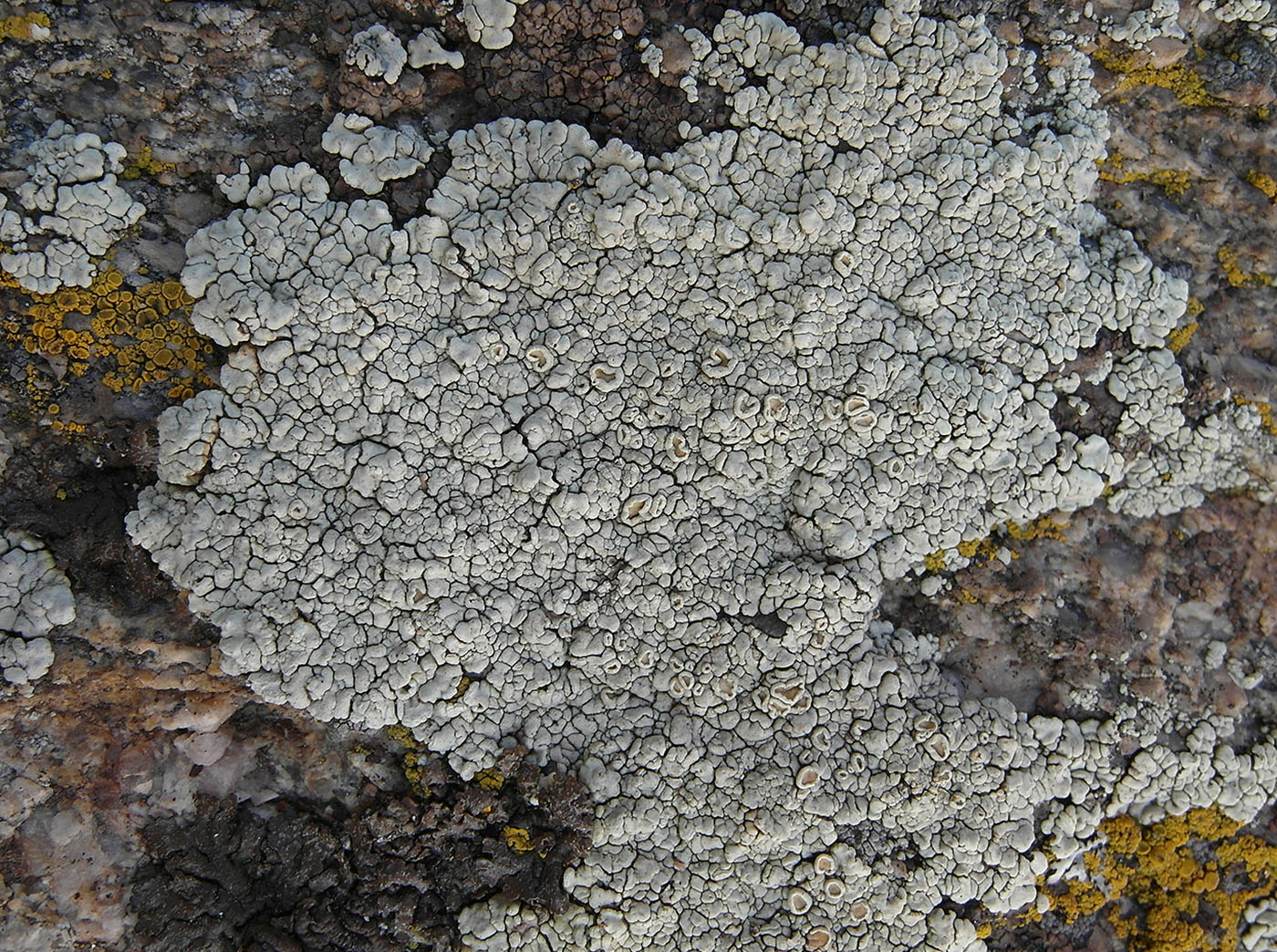Image of Rhizoplaca subdiscrepans specimen.