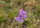 Scabiosa comosa. Соцветие. Бурятия, горный склон Хамар-Дабана у Ю-З побережья оз. Гусиное, 16 августа 2005 г.