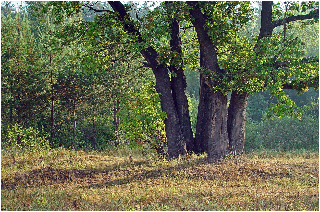 Image of Quercus robur specimen.
