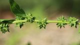 Atriplex calotheca. Часть побега с соплодиями. Ленинградская обл., Кингисеппский р-н, окр. дер. Выбье; берег Финского залива, песчаный пляж за рощицей Pinus sylvestris, зона заплеска. 04.08.2024.