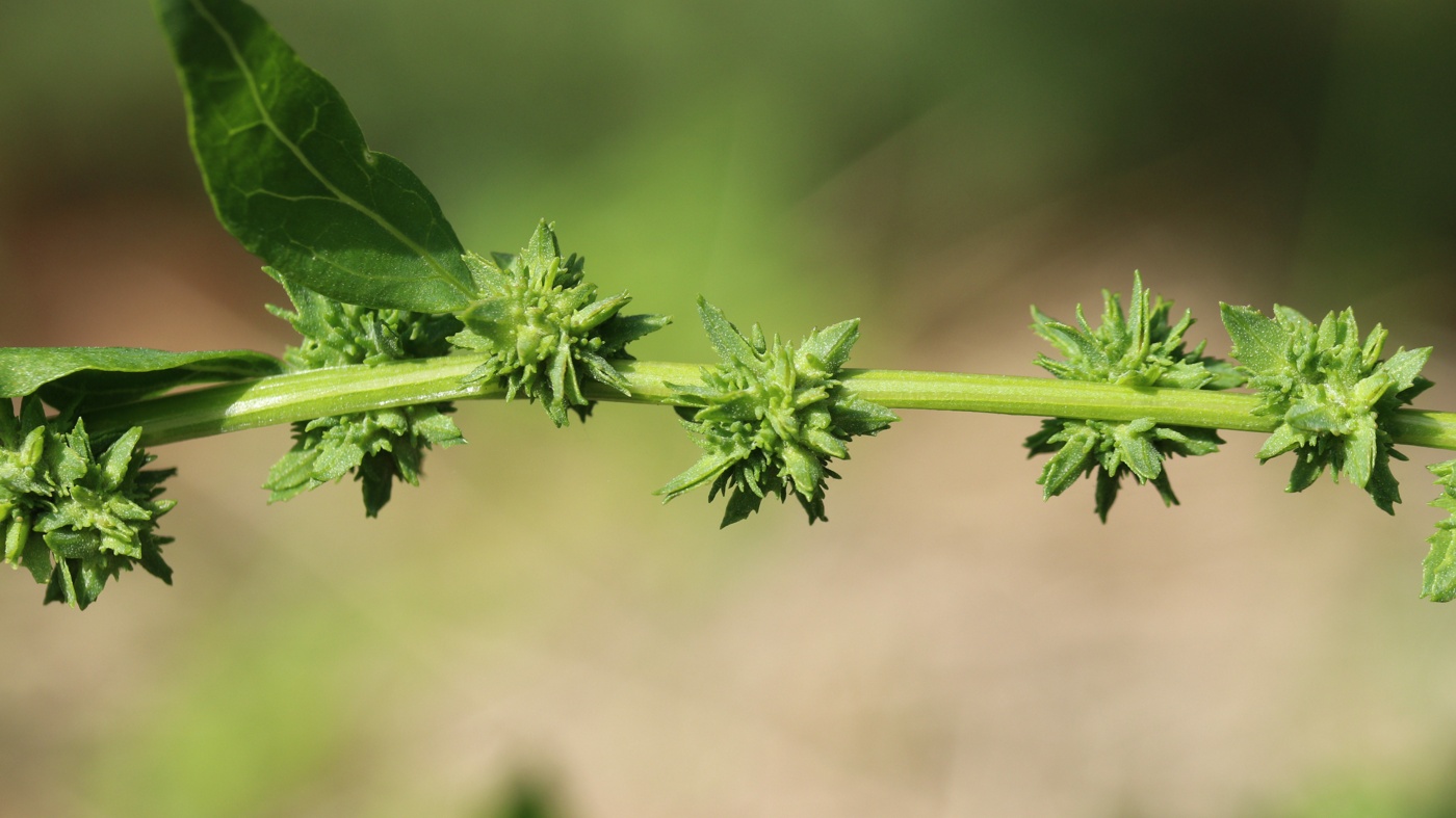 Image of Atriplex calotheca specimen.