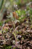 Myosotis ramosissima. Цветущее растение. Крым, окр. Балаклавы, можжевеловое редколесье. 13.04.2025.