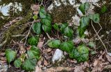 Hedera colchica. Верхушки побегов вегетирующих растений. Краснодарский край, Сочи, Хостинский р-н, гора Ахун, каменистый участок склона, широколиственный лес, под деревьями. 14.03.2025.