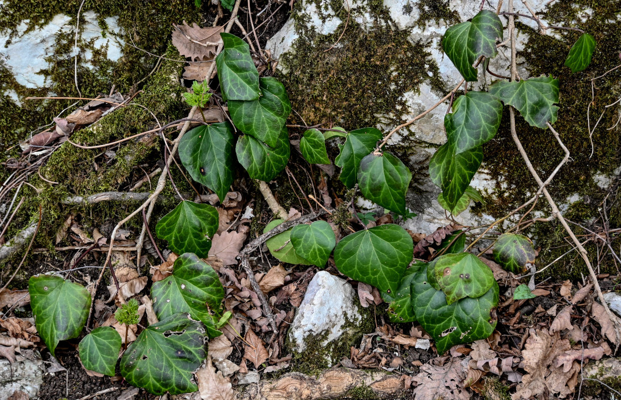 Изображение особи Hedera colchica.