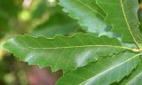 Quercus ithaburensis