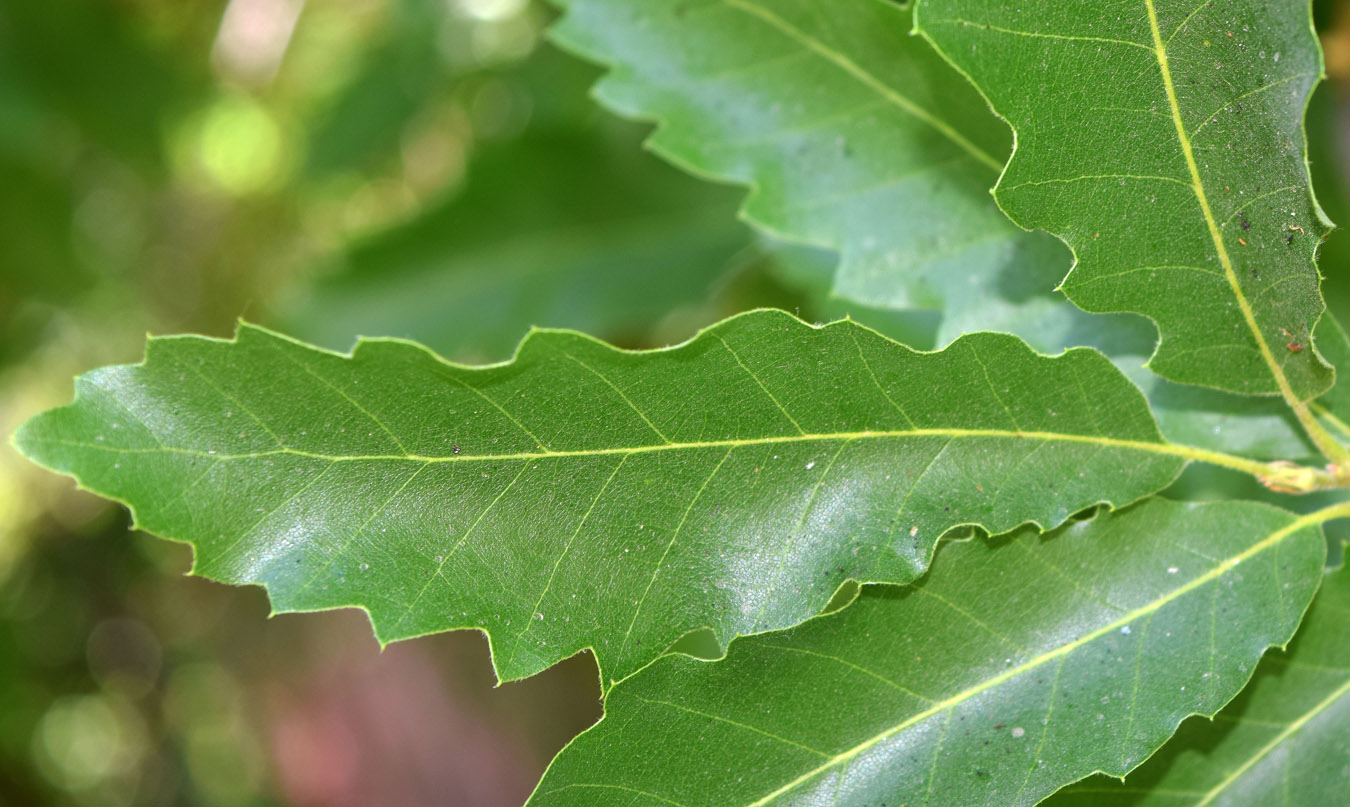 Изображение особи Quercus ithaburensis.
