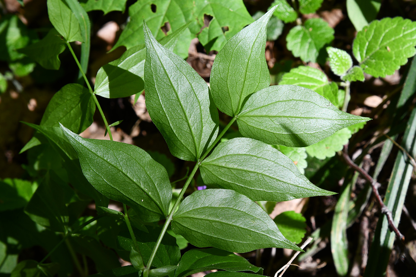 Image of Lathyrus vernus specimen.