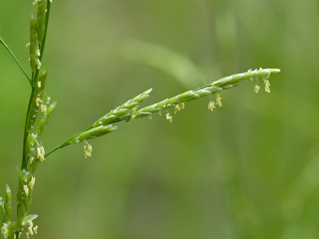 Image of Glyceria notata specimen.